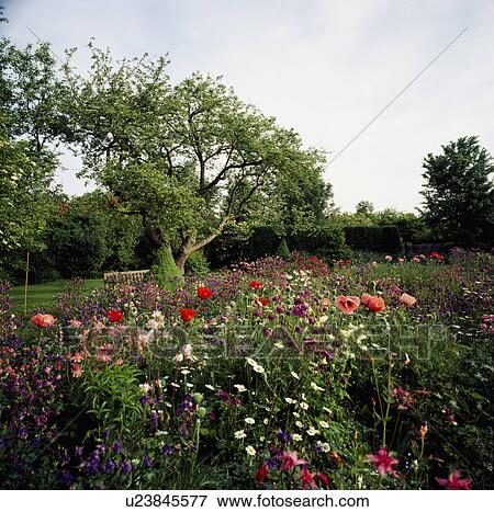 Stock Photo - Colourful wild flower border in country garden in summer. Fotosearch