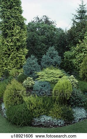 Conifers in country garden View Large Photo Image Stock Photograph - Conifers in country garden. Fotosearch