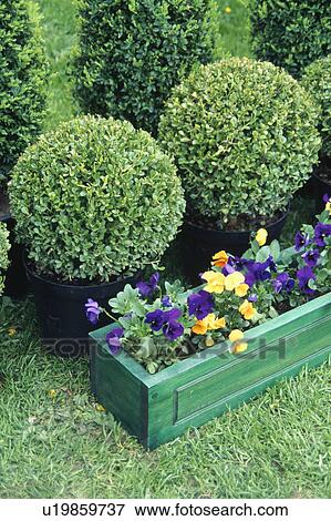 Stock Photo - Containers of pansies and box balls.. Fotosearch
