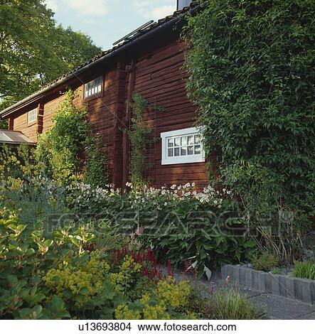 Corner of a barn with japanese anemones and lady's mantle View Large Photo Image Picture - Corner of a barn with japanese anemones and lady's mantle. Fotosearch