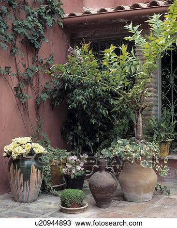 Stock Image - Corner of a courtyard with containers with ferns, ivyand begonias. Fotosearch