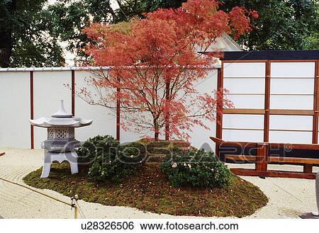 Stock Photograph - Corner of a japanese style garden with maple, azeleas and a lantern. Fotosearch