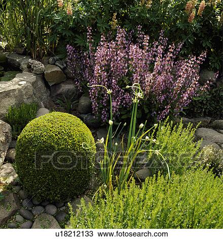 Stock Image - Corner of a rockery with a tiny boxball, alliums and diasica. Fotosearch