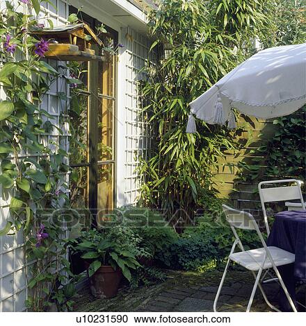 Corner of patio with clematis, bamboo and seating area with white umbrella View Large Photo Image Stock Image - Corner of patio with clematis, bamboo and seating area with white umbrella. Fotosearch