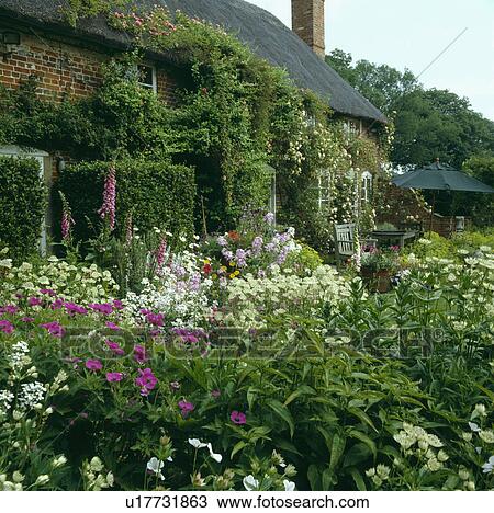 Cottage with colourful flowering plants in garden in summer  View Large Photo Image Stock Image - Cottage with colourful flowering plants in garden in summer . Fotosearch