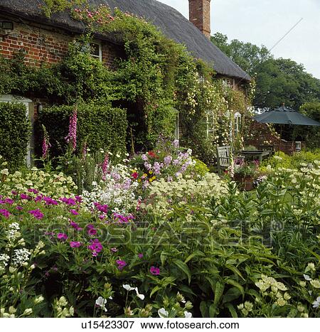 Stock Photo - Cottage with colourful flowering plants in garden in summer. Fotosearch