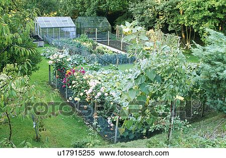 Stock Photography - country vegetable garden and greenhouses in summer. Fotosearch