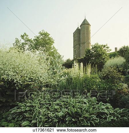 Stock Image - Crambe and hostas in white themed border in Sissinghurst garden. Fotosearch