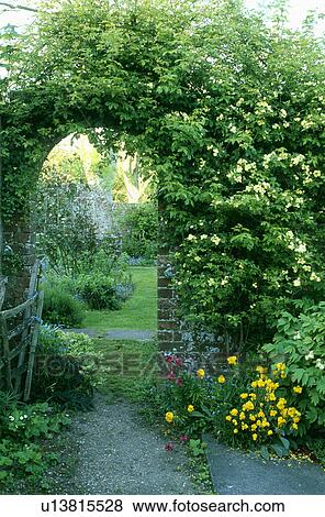 Cream climbing rose on arched doorway in walled garden View Large Photo Image Stock Photo - Cream climbing rose on arched doorway in walled garden. Fotosearch