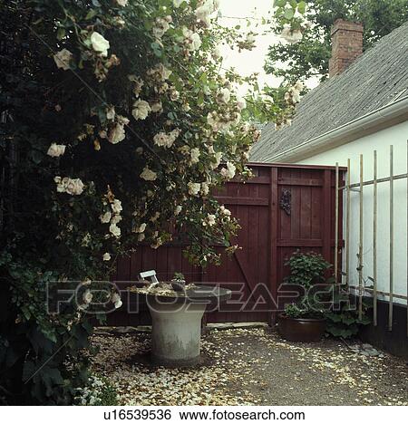 Stock Photograph - Cream roses and stone table in small courtyard garden in summer. Fotosearch