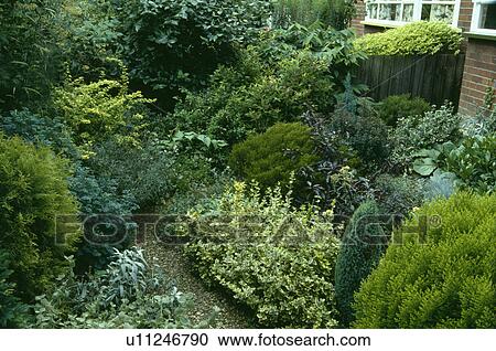 Curved gravel path through shrubs in small green town garden View Large Photo Image Stock Image - Curved gravel path through shrubs in small green town garden. Fotosearch