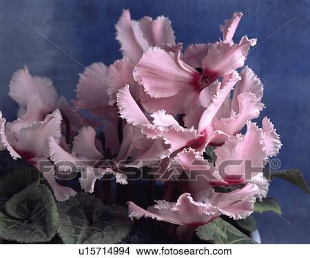 Picture - cyclamen, pastel, pink, plants. Fotosearch