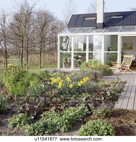 Daffodils in border in front of decked patio and modern house in with country garden in spring View Large Photo Image Stock Photo - Daffodils in border in front of decked patio and modern house in with country garden in spring. Fotosearch