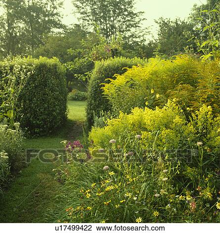 Double perennial borders with goldenrod leading to a gap in a hedge with lanws and trees behind. View Large Photo Image Stock Image - Double perennial borders with goldenrod leading to a gap in a hedge with lanws and trees behind.. Fotosearch