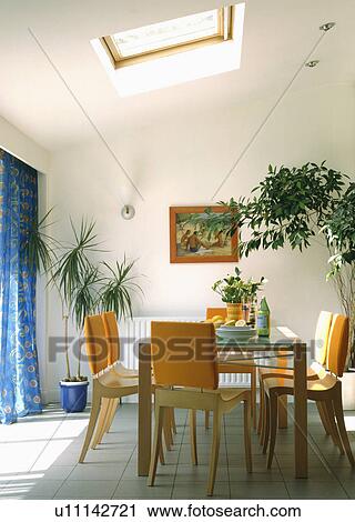 Dracaena and "Ficus Benjamina" in modern dining room extension with orange chairs and glass table View Large Photo Image Stock Image - Dracaena and "Ficus Benjamina" in modern dining room extension with orange chairs and glass table. Fotosearch