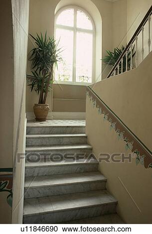 Dracaena houseplant on corner of staircase with marble floor tiles and paint effect border on wall View Large Photo Image Stock Image - Dracaena houseplant on corner of staircase with marble floor tiles and paint effect border on wall. Fotosearch