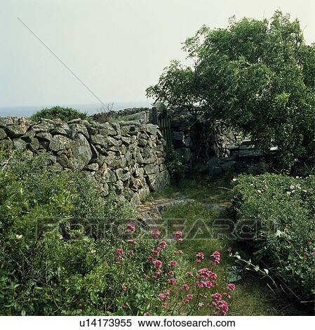 Dry-stone wall in seaside garden in summer View Large Photo Image Stock Photography - Dry-stone wall in seaside garden in summer. Fotosearch