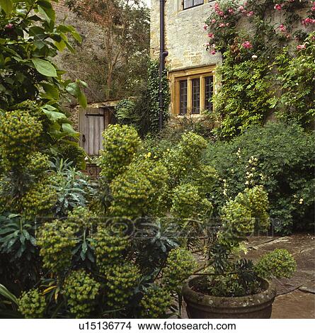 Picture - Eurphorbia characias in front of small country house. Fotosearch