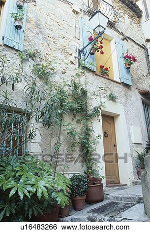 Stock Photograph - Fatsia "Japonica" in terracotta pot in front of traditional French townhouse with pastel blue shutters. Fotosearch