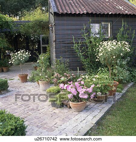 Stock Image - Flowering plants in pots paved patio in front of shed in country garden in summer . Fotosearch