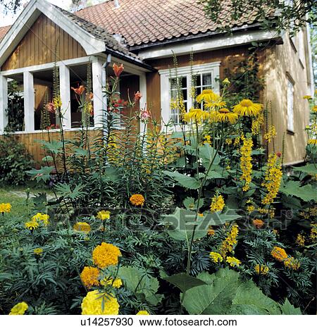 Stock Image - Flowers in Front Garden. Fotosearch