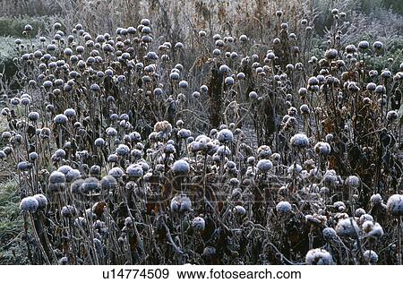 Frost on seedheads in garden border in winter View Large Photo Image Stock Photo - Frost on seedheads in garden border in winter. Fotosearch