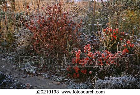 Stock Image - Frosted shrubs and small trees in border beside path in country garden in winter. Fotosearch