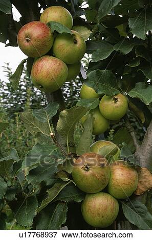Stock Photo - fruit, hr 704, apples, autumn, cox's, plants. Fotosearch