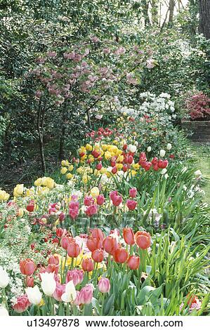 Glade of tulips in mixed pale colours under cherry trees View Large Photo Image Stock Photo - Glade of tulips in mixed pale colours under cherry trees. Fotosearch