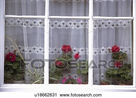 Banques de Photographies - grand plan, de, rouges, géraniums, et ... Banques de Photographies - grand plan, de, rouges, géraniums, et ...
