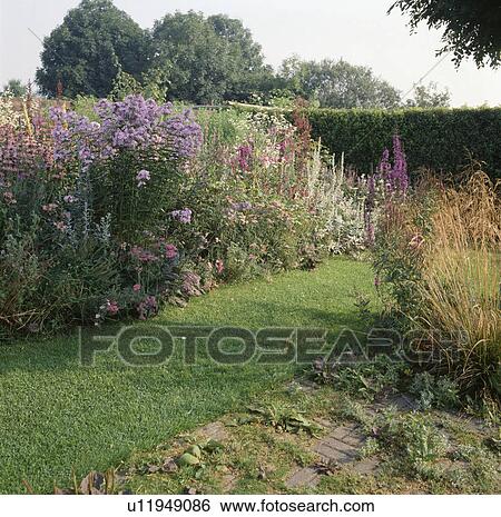 Grass path and borders with michaelmas daisies in large country garden in late summer View Large Photo Image Stock Photograph - Grass path and borders with michaelmas daisies in large country garden in late summer. Fotosearch