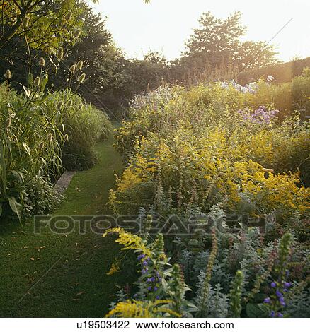 Grass path and herbaceous borders in country garden in late summer View Large Photo Image Stock Image - Grass path and herbaceous borders in country garden in late summer. Fotosearch