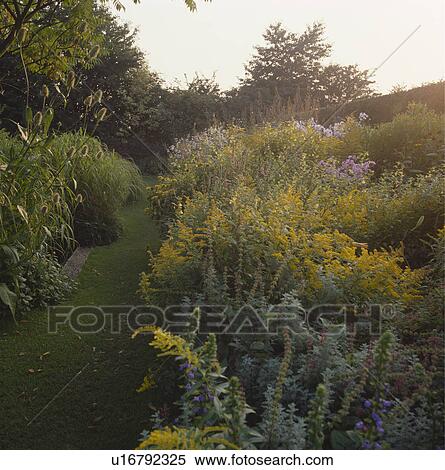 Grass path and herbaceous borders in country garden in late summer View Large Photo Image Stock Photography - Grass path and herbaceous borders in country garden in late summer. Fotosearch