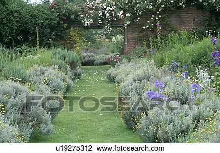 Grass path and santolina in borders in walled country garden in summer View Large Photo Image Stock Image - Grass path and santolina in borders in walled country garden in summer. Fotosearch