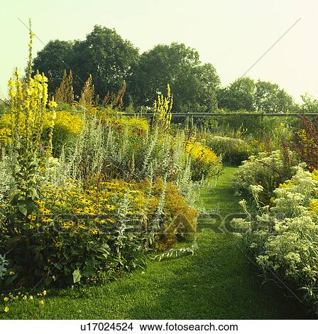 Picture - Grass path and yellow flower borders in country garden in late summer. Fotosearch