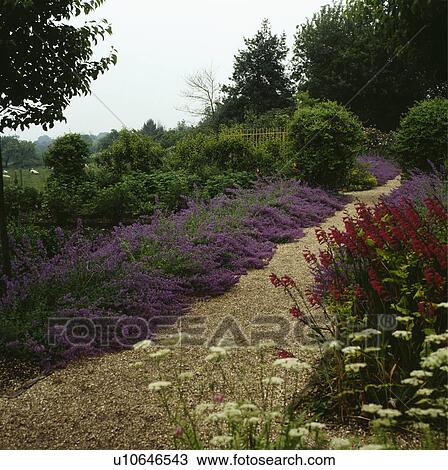 Gravel path bordered with catmint, Queen Anne's lace and gladiolus View Large Photo Image Stock Image - Gravel path bordered with catmint, Queen Anne's lace and gladiolus . Fotosearch