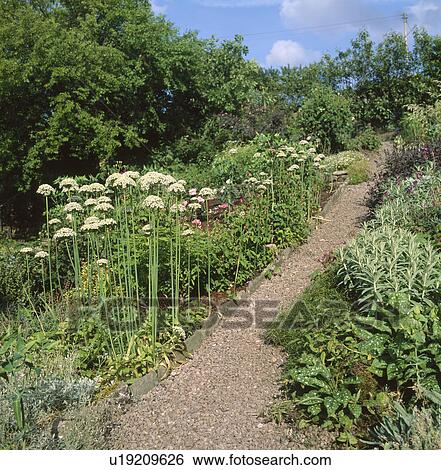 Gravel path through herb garden with flowering white plants View Large Photo Image Stock Photograph - Gravel path through herb garden with flowering white plants. Fotosearch