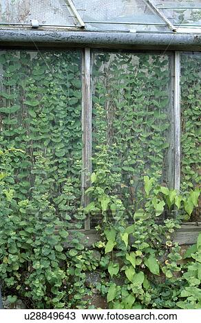Stock Image - Green climbing plants inside and outside old greenhosue. Fotosearch