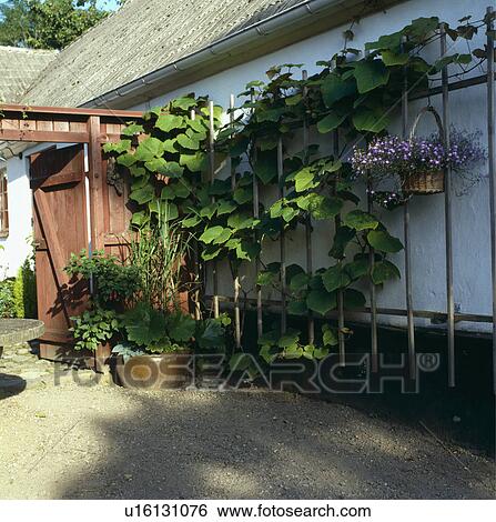 Green climbing plants on wall trellis View Large Photo Image Stock Photograph - Green climbing plants on wall trellis. Fotosearch
