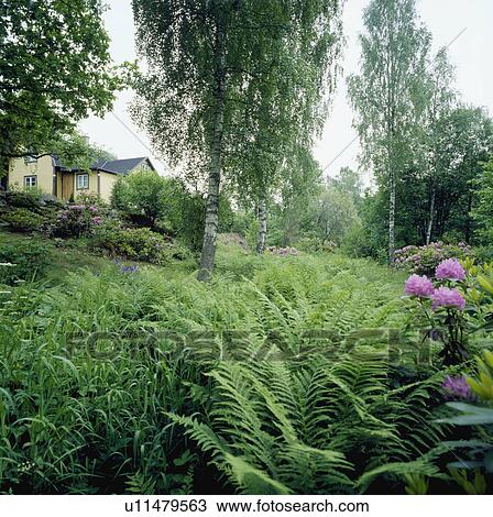 Green ferns in wild border in country garden in spring View Large Photo Image Stock Image - Green ferns in wild border in country garden in spring. Fotosearch