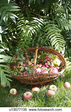 green, outside, still-life, fruit, food View Large Photo Image Stock Photography - green, outside, still-life, fruit, food. Fotosearch