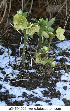 Stock Image - green, perennial, frost, helleborus orientalis, pastel, plants. Fotosearch