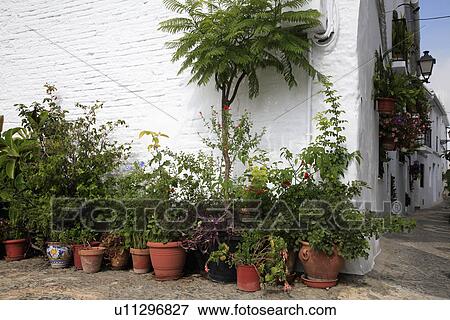 Green plants growing in terracotta pots against white wall of Spanish house View Large Photo Image Stock Photo - Green plants growing in terracotta pots against white wall of Spanish house. Fotosearch