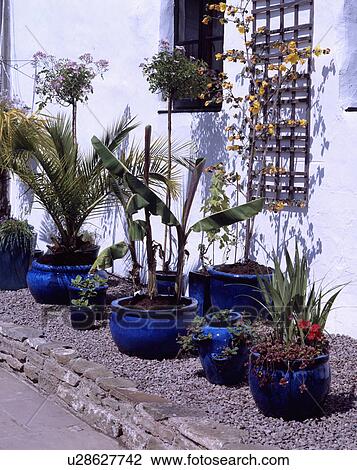 Green plants in bright blue pots outside white cottage View Large Photo Image Stock Image - Green plants in bright blue pots outside white cottage. Fotosearch