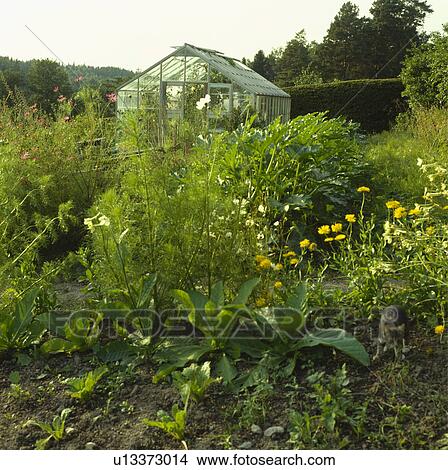 Greenhouse in country garden View Large Photo Image Picture - Greenhouse in country garden. Fotosearch