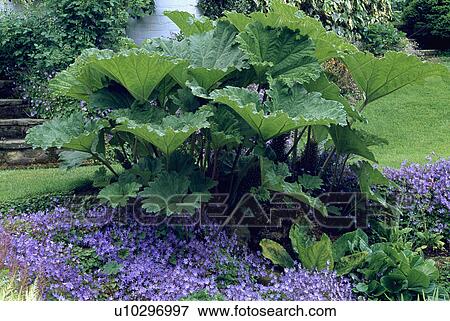 Stock Photo - Gunnera underplanted with campanula in summer garden. Fotosearch