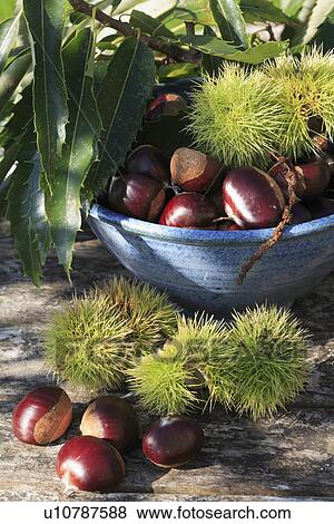 harvest, fruit, food, bowl View Large Photo Image Stock Photo - harvest, fruit, food, bowl. Fotosearch