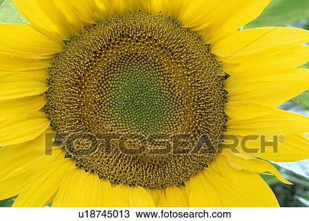 helianthus annuus, yellow, sunflower, plants View Large Photo Image Stock Image - helianthus annuus, yellow, sunflower, plants. Fotosearch