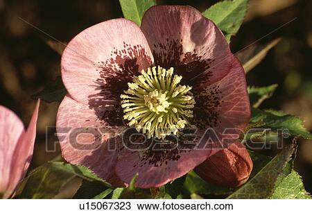 Stock Image - helleborus orientalis, pink, spring, perennial, plants. Fotosearch
