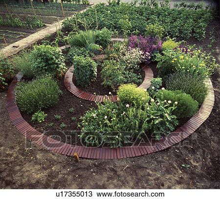 Stock Image - Herb wheel in large country vegetable garden in summer. Fotosearch